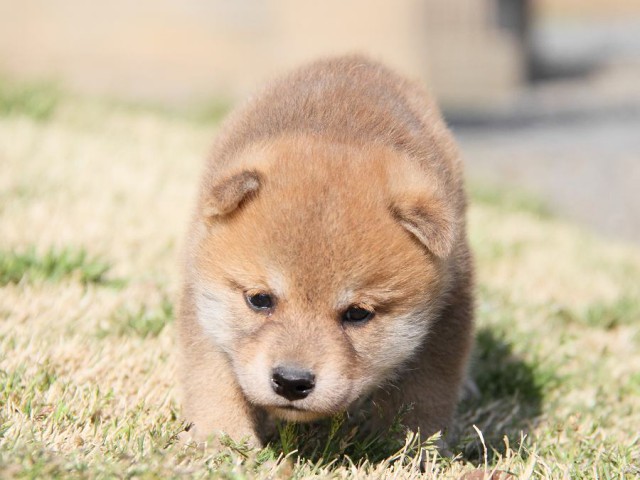 IMG_7073shibainu IMG_7073shibainu