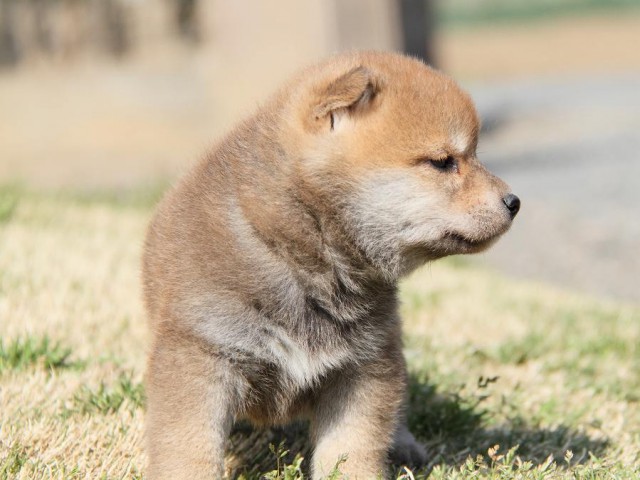 IMG_7076shibainu IMG_7076shibainu