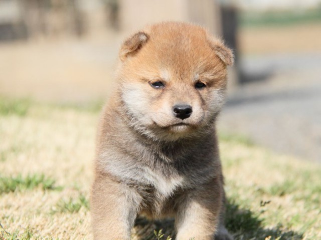 IMG_7080shibainu IMG_7080shibainu