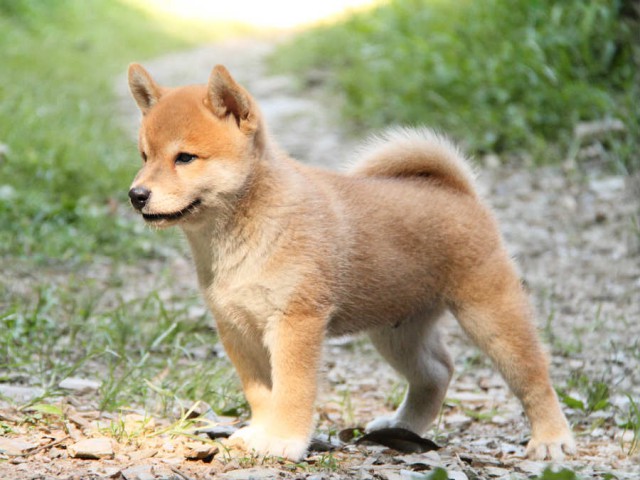 IMG_7082shiba IMG_7082shiba