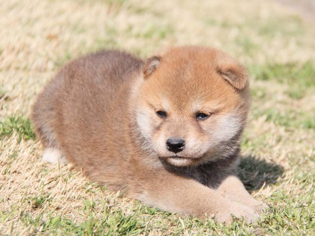 IMG_7083shibainu IMG_7083shibainu