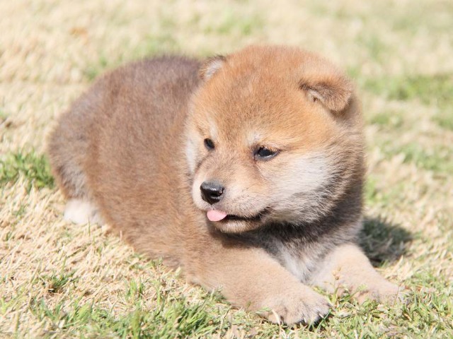 IMG_7085shibainu IMG_7085shibainu