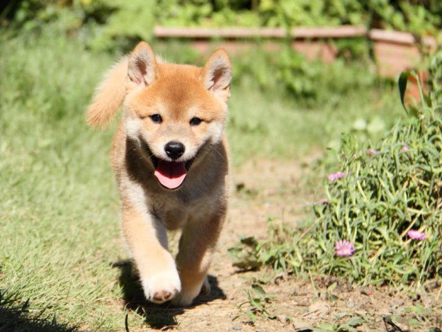 IMG_7151shiba IMG_7151shiba