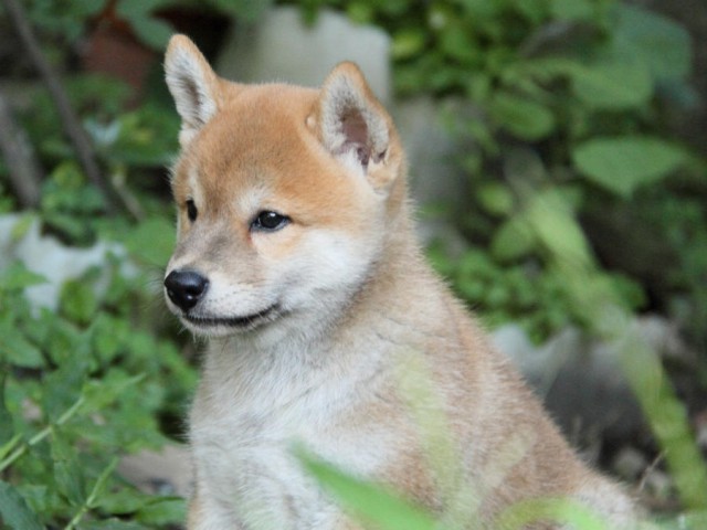 IMG_7158shiba IMG_7158shiba