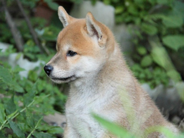 IMG_7159shiba IMG_7159shiba