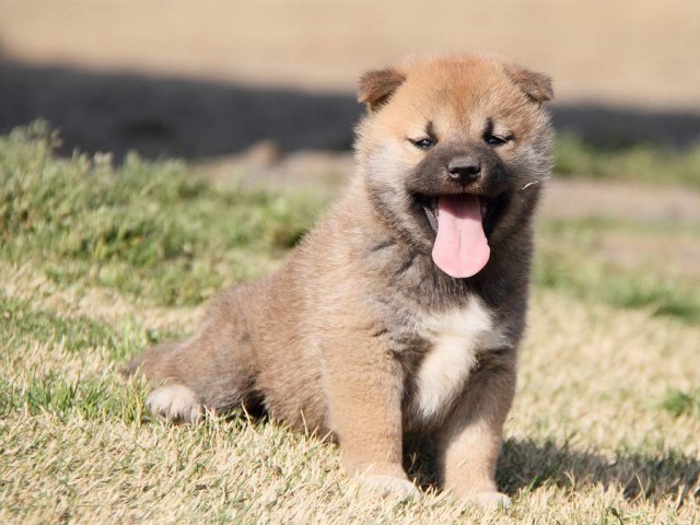 IMG_7160shibainu IMG_7160shibainu