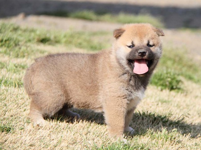 IMG_7167shibainu IMG_7167shibainu