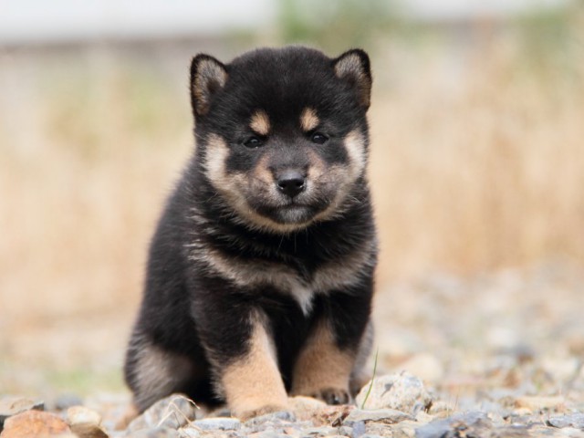 IMG_7168-shibainu-koinu IMG_7168-shibainu-koinu