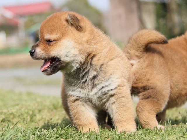 IMG_7168Shiba IMG_7168Shiba