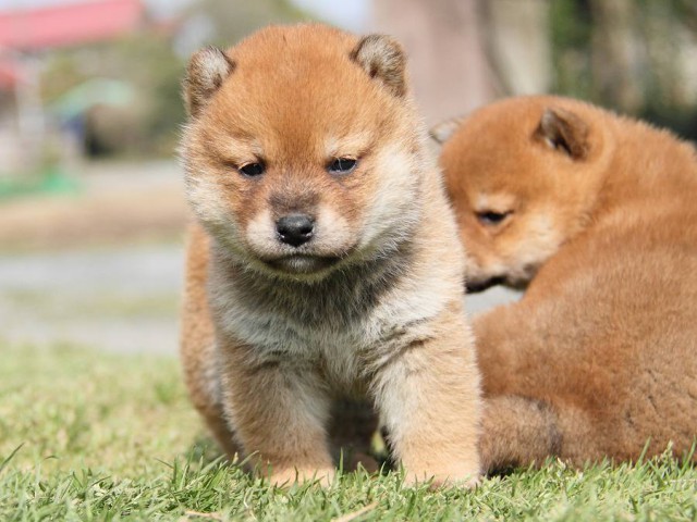 IMG_7174Shiba IMG_7174Shiba