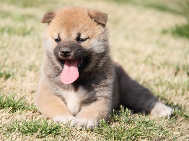 IMG_7178shibainu IMG_7178shibainu