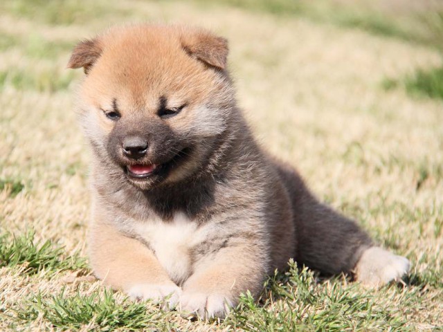 IMG_7180shibainu IMG_7180shibainu