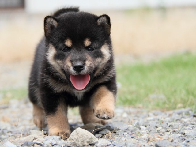 IMG_7186-shibainu-koinu IMG_7186-shibainu-koinu