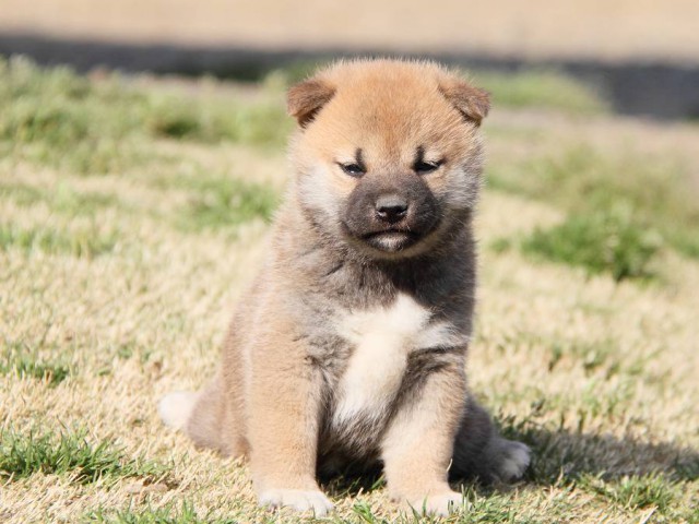 IMG_7186shibainu IMG_7186shibainu