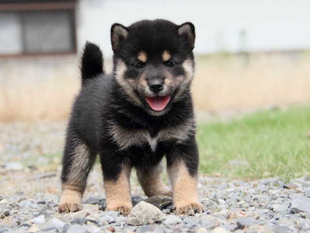 IMG_7189-shibainu-koinu IMG_7189-shibainu-koinu