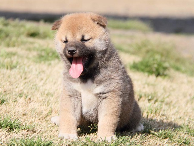 IMG_7189shibainu IMG_7189shibainu