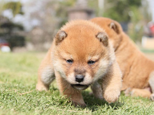 IMG_7190Shiba IMG_7190Shiba
