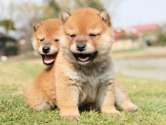 IMG_7199Shiba IMG_7199Shiba