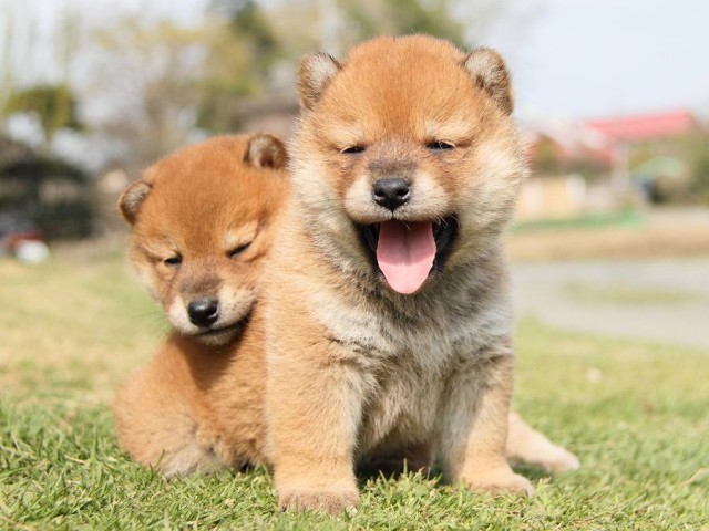 IMG_7205Shiba IMG_7205Shiba