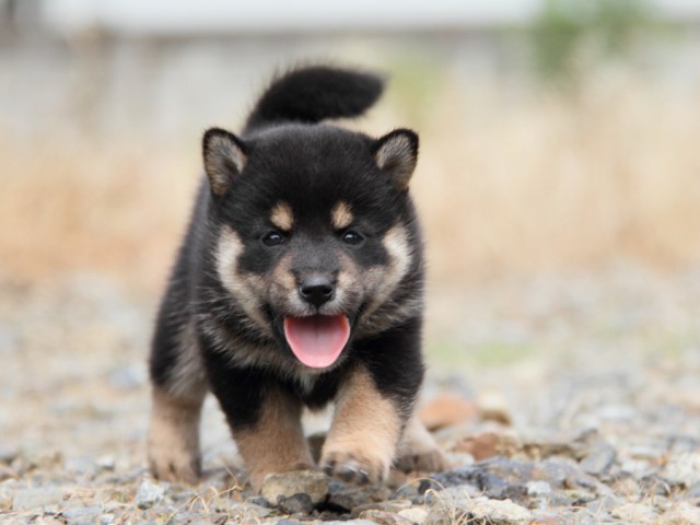 IMG_7207-shibainu-koinu IMG_7207-shibainu-koinu