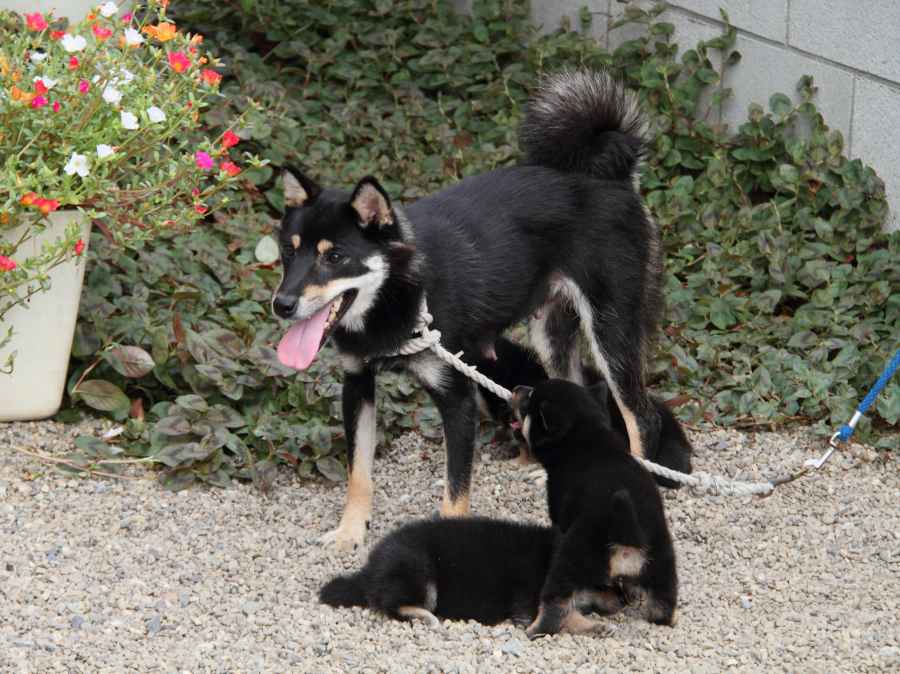 IMG_7278-shibainu-koinu