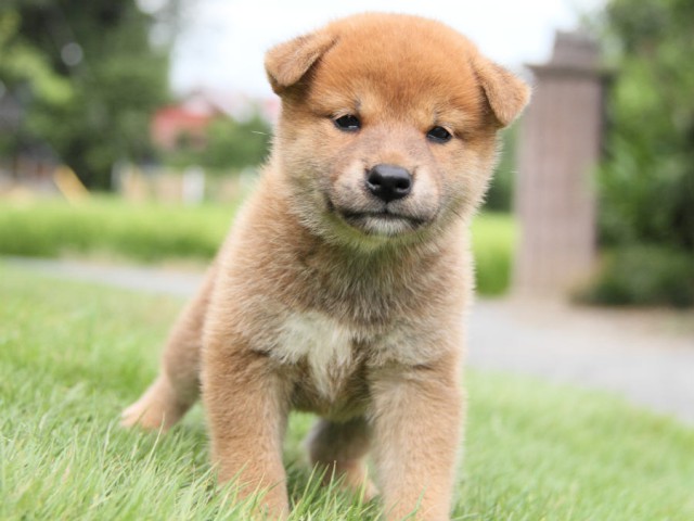 IMG_7297shiba IMG_7297shiba