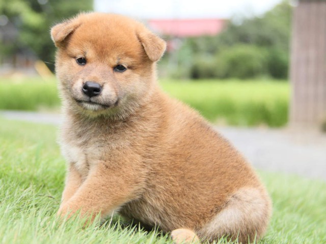 IMG_7301shiba IMG_7301shiba