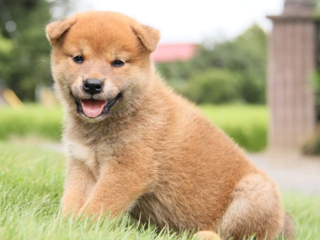 IMG_7310shiba IMG_7310shiba