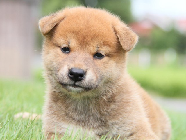 IMG_7316shiba IMG_7316shiba