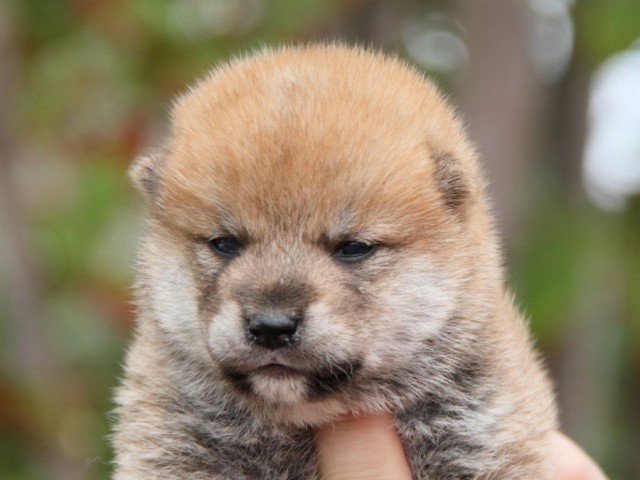 IMG_7337-shibainu-koinu IMG_7337-shibainu-koinu