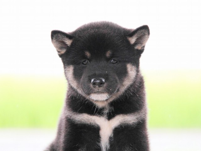 IMG_7433-shibainu Puppy IMG_7433-shibainu Puppy