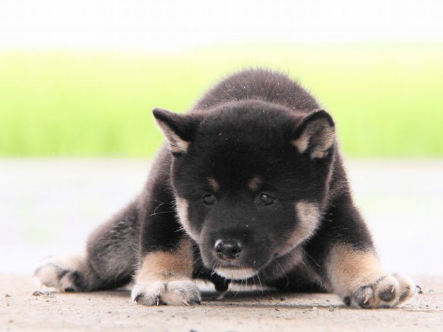 IMG_7441-shibainu Puppy IMG_7441-shibainu Puppy