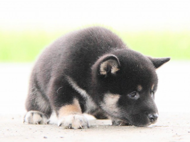 IMG_7445-shibainu Puppy IMG_7445-shibainu Puppy
