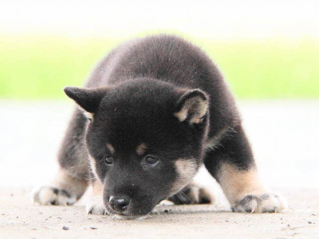 IMG_7451-shibainu Puppy IMG_7451-shibainu Puppy
