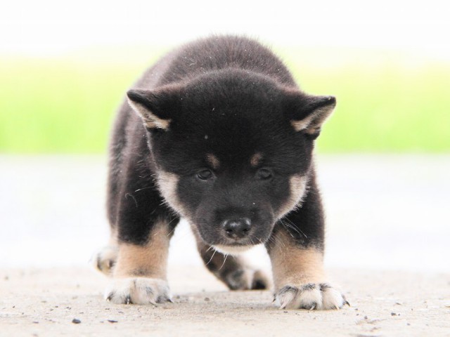 IMG_7452-shibainu Puppy IMG_7452-shibainu Puppy