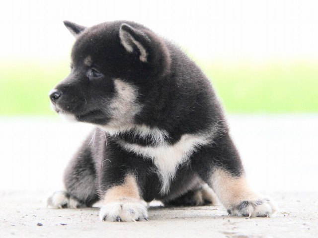 IMG_7455-shibainu Puppy IMG_7455-shibainu Puppy