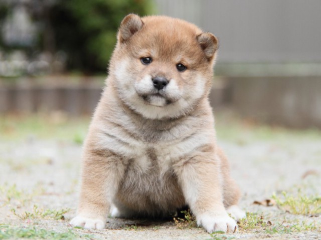 IMG_7471-shibainu-puppy IMG_7471-shibainu-puppy