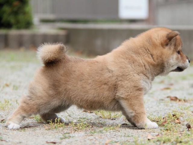 IMG_7495-shibainu-puppy IMG_7495-shibainu-puppy
