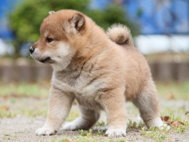 IMG_7506-shibainu-puppy IMG_7506-shibainu-puppy