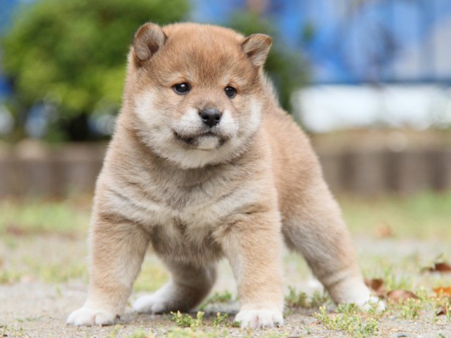 IMG_7515-shibainu-puppy IMG_7515-shibainu-puppy