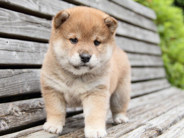 IMG_7542-shibainu-puppy IMG_7542-shibainu-puppy