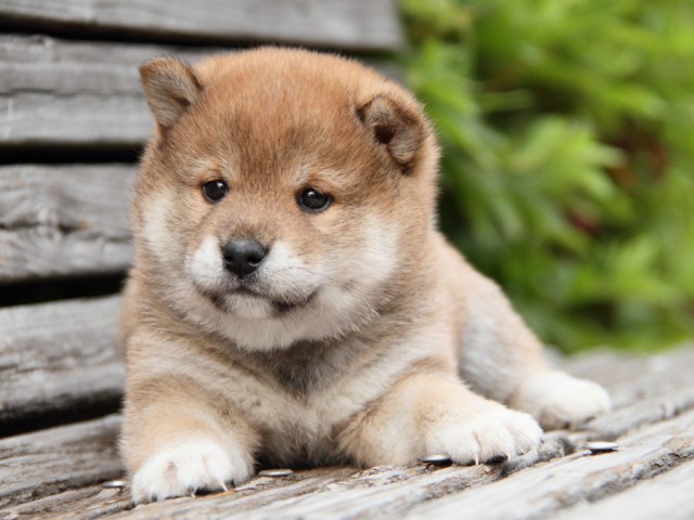 IMG_7552-shibainu-puppy IMG_7552-shibainu-puppy