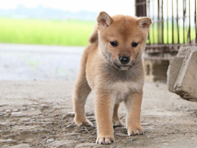 IMG_7660-shibainu Puppy IMG_7660-shibainu Puppy