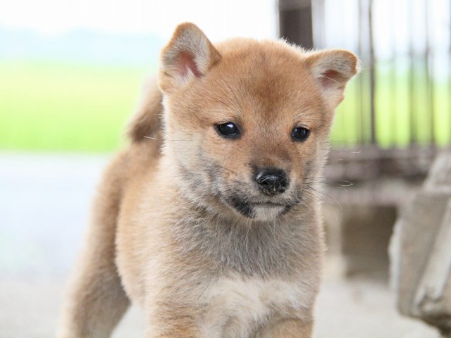 IMG_7663-shibainu Puppy IMG_7663-shibainu Puppy