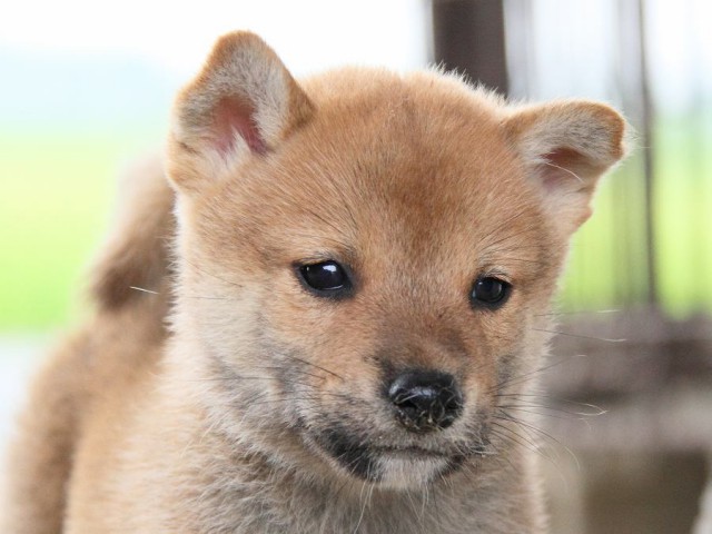 IMG_7664-shibainu Puppy IMG_7664-shibainu Puppy