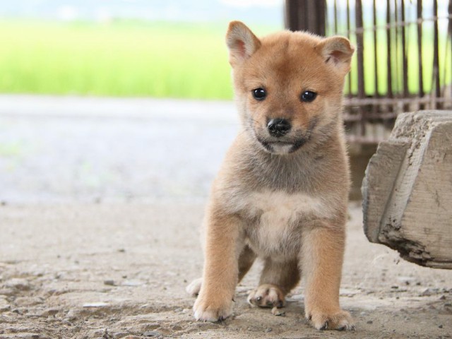 IMG_7671-shibainu Puppy IMG_7671-shibainu Puppy