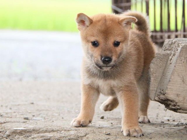 IMG_7672-shibainu Puppy IMG_7672-shibainu Puppy
