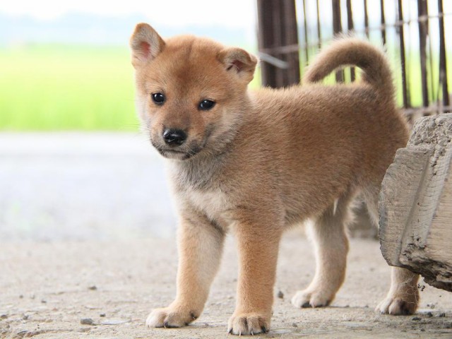 IMG_7674-shibainu Puppy IMG_7674-shibainu Puppy