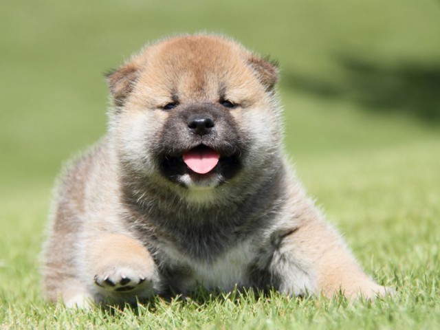 IMG_7697-shibainu-koinu IMG_7697-shibainu-koinu