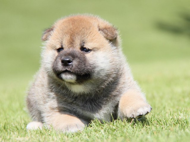 IMG_7699-shibainu-koinu IMG_7699-shibainu-koinu